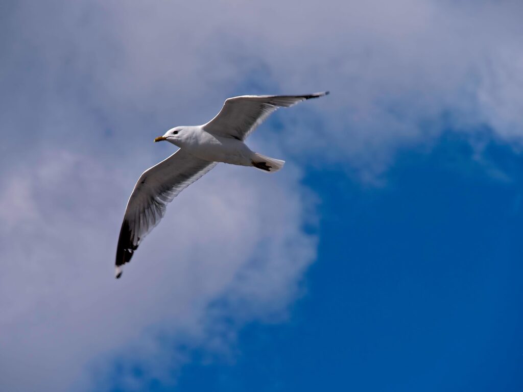 Möwe 1