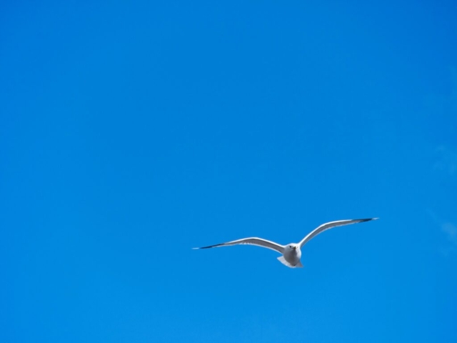 Möwe - Seagull 2