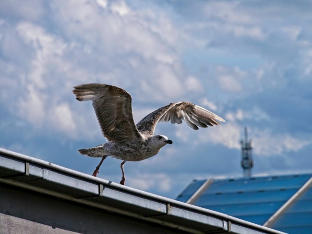 Möwe - Seagull 4