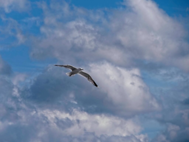 Möwe - Seagull 6