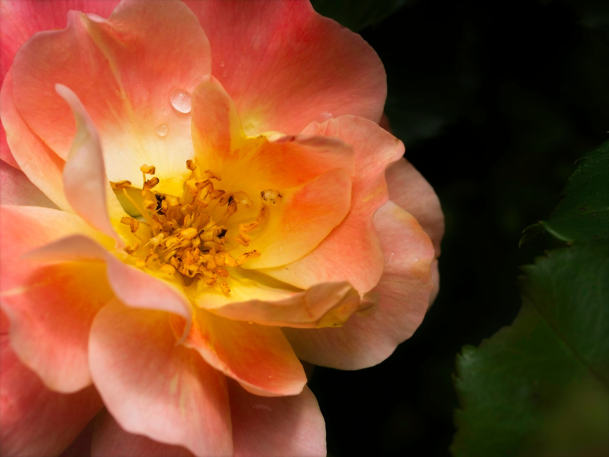 Rose mit Morgentau