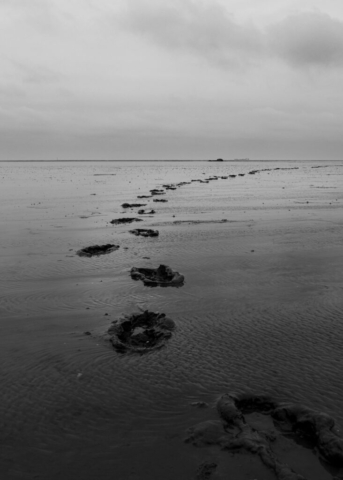 s/w Foto einer geschwungenen Spur von Fußabdrücken im Schlick des Wattenmeers