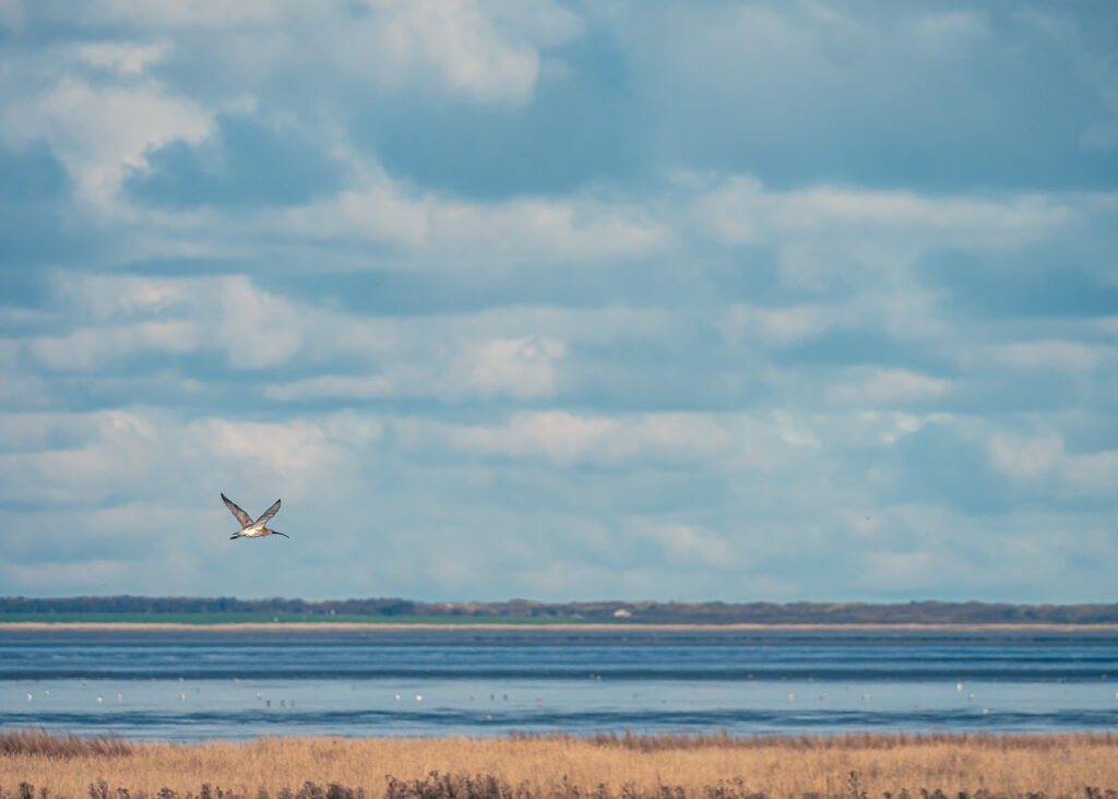 Foto eines Großen Brachvogels im Flug